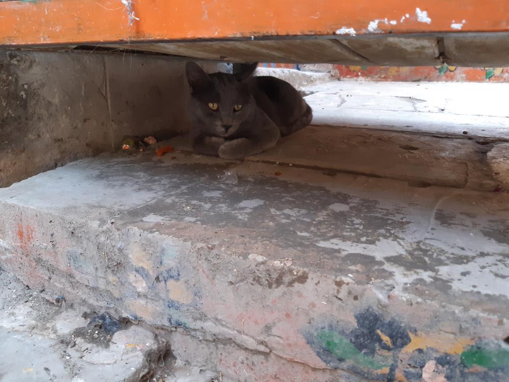 Kavurucu sıcaklar, sokak hayvanlarını da olumsuz etkiliyor
